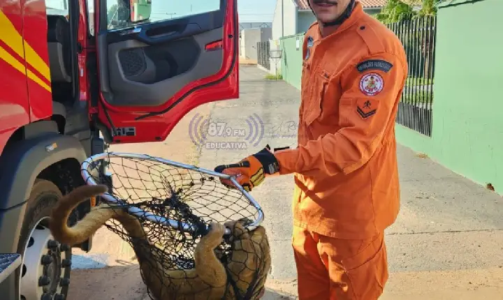 Bombeiros resgatam jupará encontrado entre pneus em residência de Paranatinga