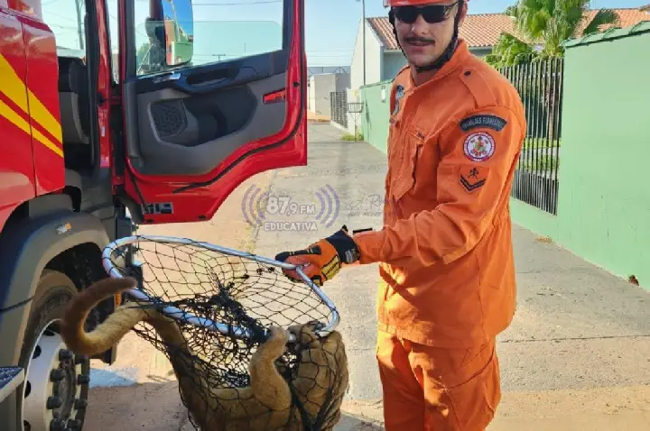 Bombeiros resgatam jupará encontrado entre pneus em residência de Paranatinga