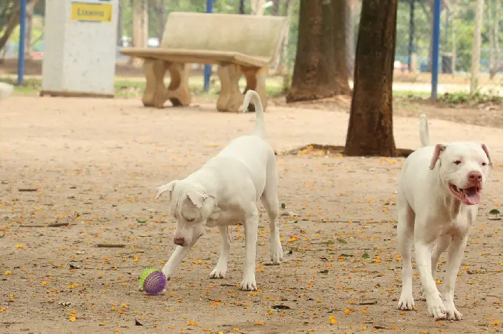 Estatuto dos Cães e Gatos prevê penas para quem maltratar animais
