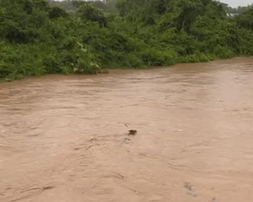 Cavalo é arrastado pela correnteza da cheia dos Rios em Paranatinga