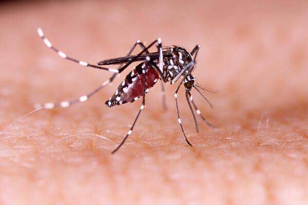 Morador de Paranatinga é transferido para UTI com dengue hemorrágica