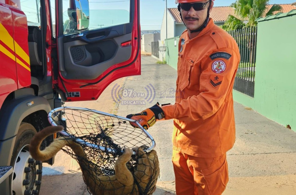 Bombeiros resgatam jupará encontrado entre pneus em residência de Paranatinga